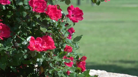 Red roses Stock Footage 39328702