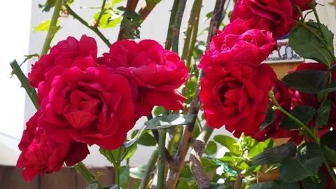 Red roses Stock Footage 93116790