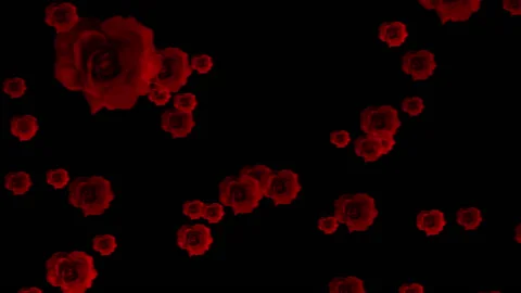 Red roses. Stock Footage 134889163