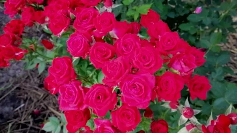Red roses Stock Footage 137331783