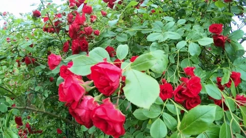 Red roses Stock Footage