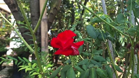 Red Roses Stock Footage 284864406