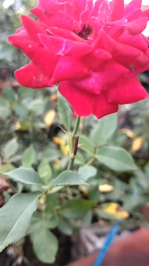 Red roses Stock Footage 325979014