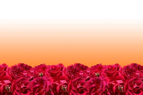 Red roses frame Stock Photos