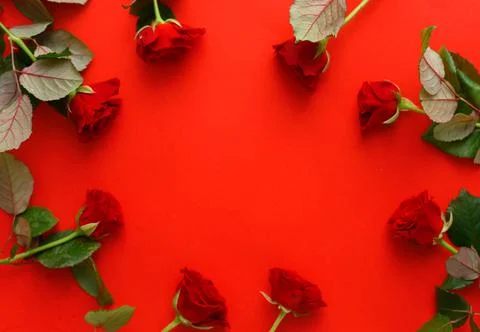 Red roses frame on a red background, copyspase. Stock Photos