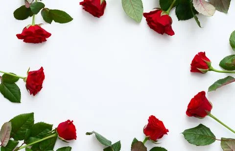 Red roses frame on a white background, copyspase. Stock Photos