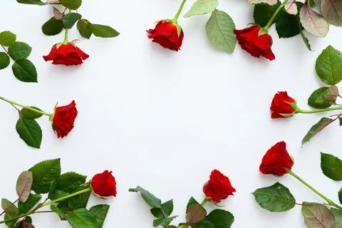Red roses frame on a white background, copyspase. Stock Photos