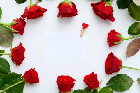 Red roses frame on a white background, copyspase. Stock Photos