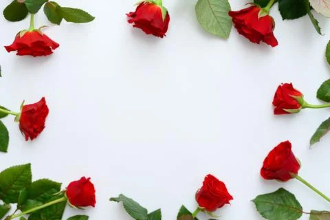 Red roses frame on a white background, copyspase. Stock Photos
