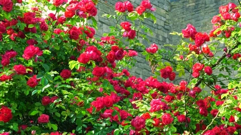 Red Roses In Front of the Maiden Tower. Baku, Azerbaijan. 19.05.2024 Stock-Footage 278245013