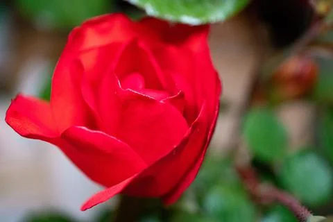 Red roses in full bloom at close range,elegant, intimate, romantic, delicate Stock Photos