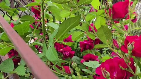 Red Roses in Full Bloom-Vivid Contrast in a Lush Garden Setting Stock Footage 311846403