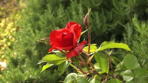 Red roses in the garden, close up Video stock 131176474