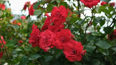 Red roses garden close-up. Stock Footage 239244832
