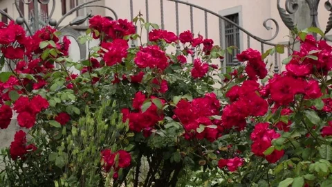 Red roses in a garden 動画素材 76354429