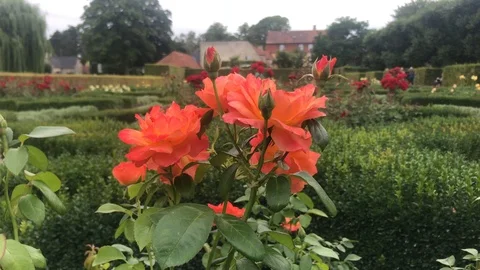 Red Roses Garden 库存影片 95740993