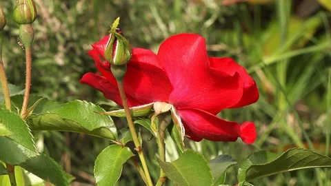 Red roses in the garden Stock Footage 139717380