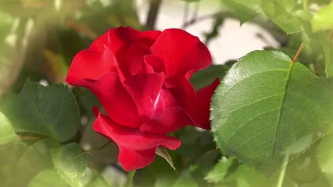 Red roses in the garden Video stock 139717694