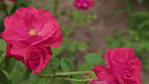 Red roses in the garden moving in the wind Stock Footage 201844087