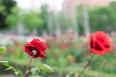 Red roses in a garden. Stock Photos
