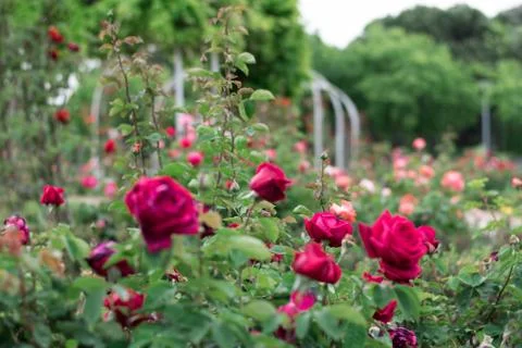 Red roses in a garden. Stock Photos