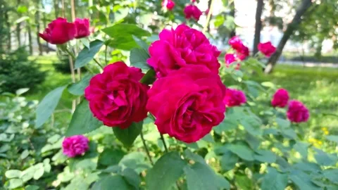 Red roses in the garden stagger in the wind Vidéo 200431687