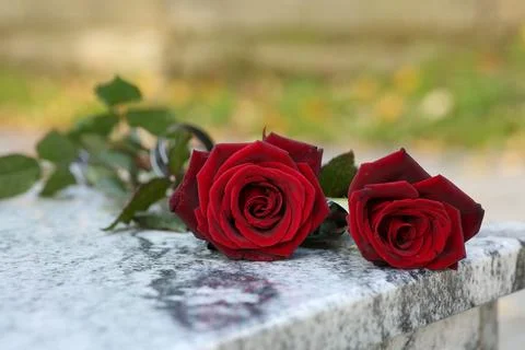 Red roses on granite tombstone outdoors. Funeral ceremony Stock Photos