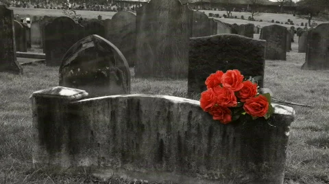 Red roses on gravestone 3 Stock Footage 346875