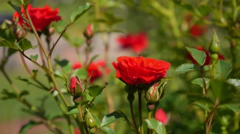 Red Roses in Green Garden Vídeos de archivo 66539345