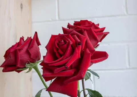 Red roses with a green stem on a white background Stock Photos