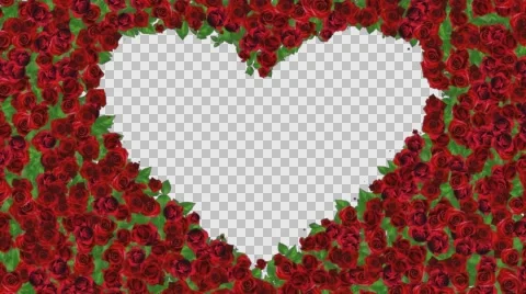 Red roses growing frame with alpha Stock Footage 65213479