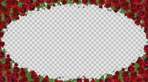 Red roses growing frame with alpha Stock Footage 65214418