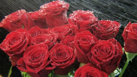 Red Roses in Heavy Rain Stock Footage 69813143