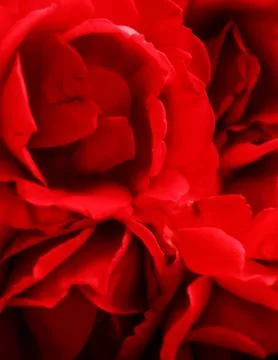 Red roses Stock Illustration