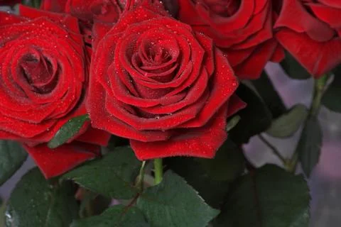 Red roses Stock Illustration