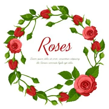 Red roses. Stock Illustration