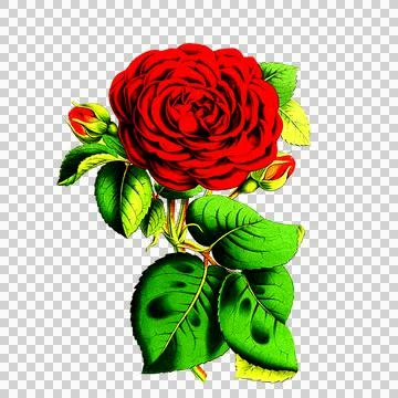 Red roses Stock Illustration