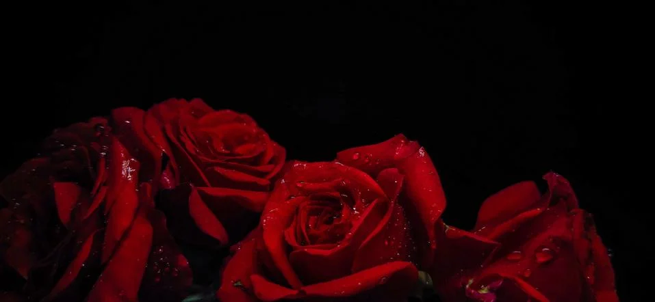 Red roses isolated on a Black background with copy space Stock Photos