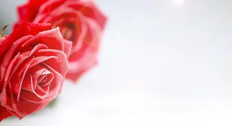 Red roses isolated on bright background, Beautiful flowers, Romantic Theme, S Stock Photos
