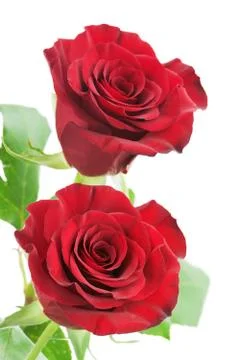 Red roses isolated on white background. Stock Photos