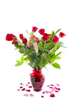 Red Roses Isolated on White Stock Photos