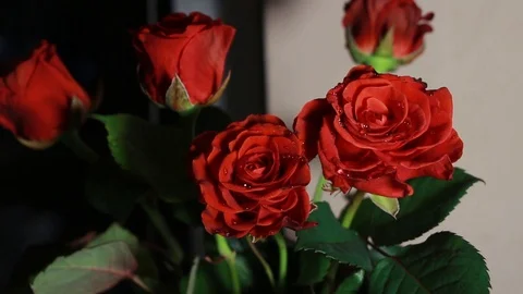 Red roses on a light background Video stock 112518582