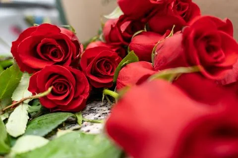 Red roses lying on surface symbolizing love and romance Stock Photos