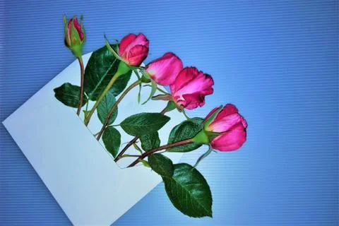 Red roses in a mail envelope. Flat lay. Stock Photos
