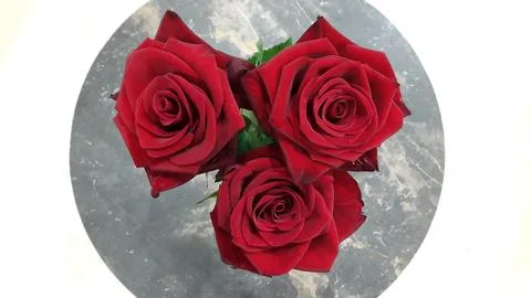Red roses on a marble background. Three red rose flowers Stock Photos