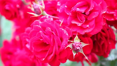 Red Roses With Morning Dew Close Up Stock Footage Video stock 242743079