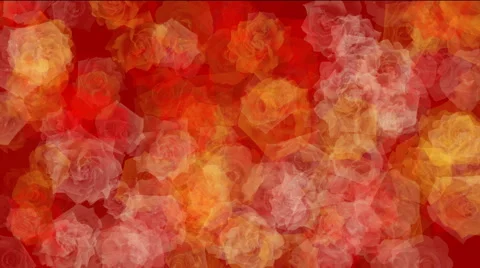 Red Roses Motion Background Stock-Footage 49053555