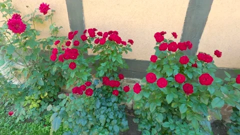 Red roses next to the house Stock Footage 140162054