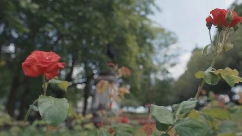 Red roses panning slow motion Stock Footage 77091038