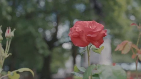 Red roses panning slow motion Stock Footage 77091098
